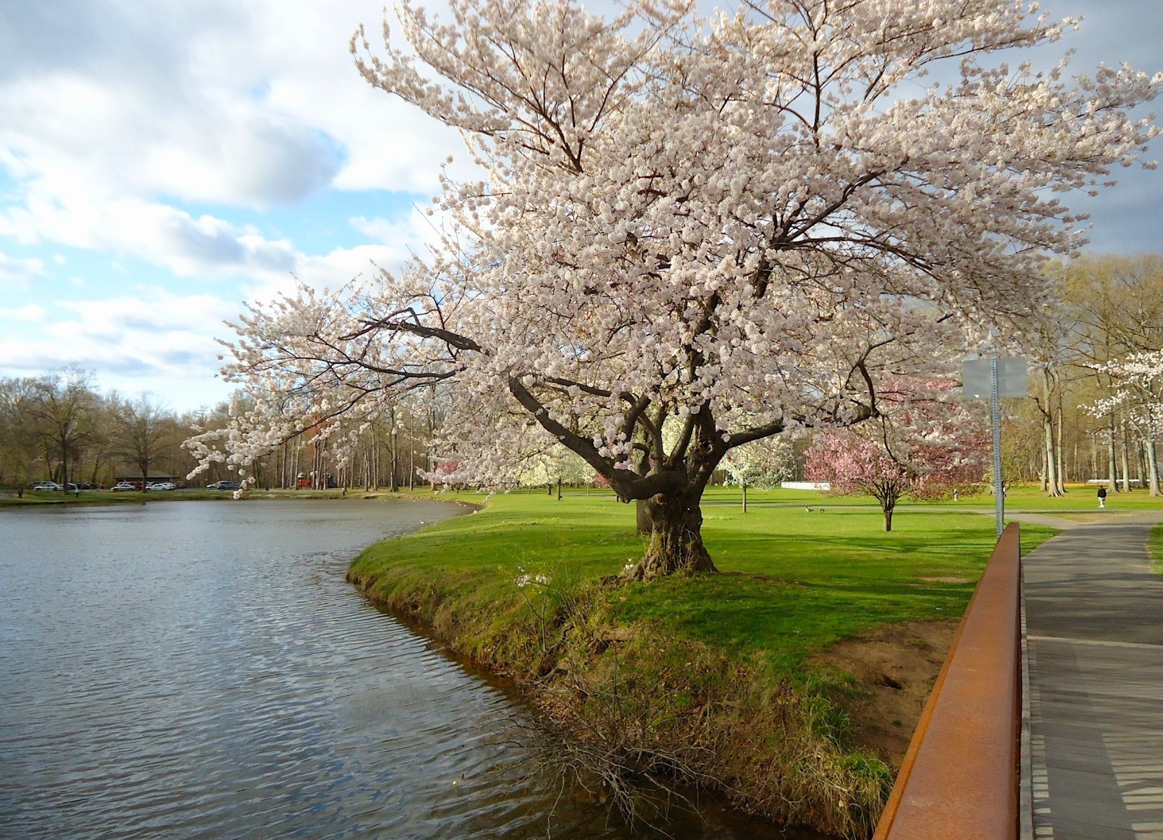 dogwood tree by a lake in new jersey